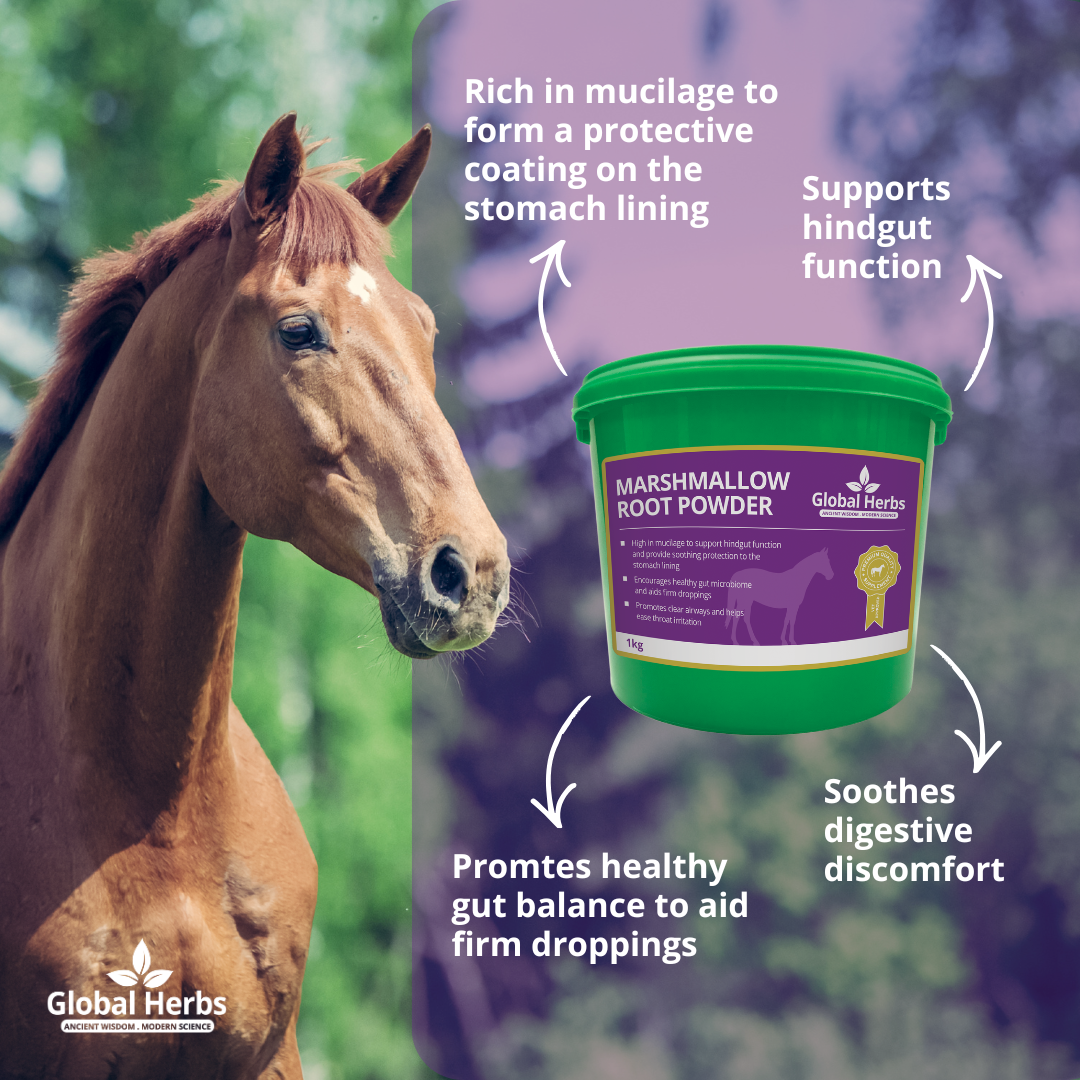 SLIPPERY ELM and MARSHMALLOW ROOT - Natural Ulcer Support