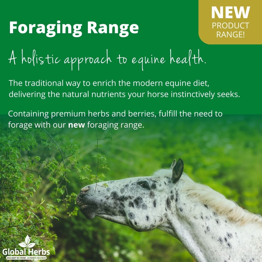 Foraging and Straights from Global Herbs