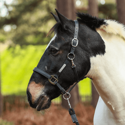 Stellar Headcollar from Equilibrium Products