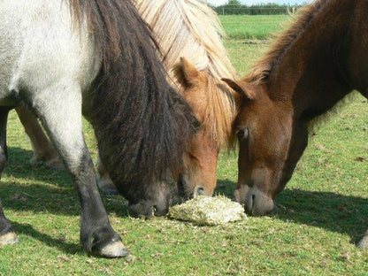 Vitamunch Marvellous Meadow